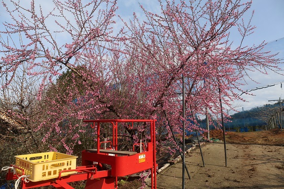 授粉用の花粉