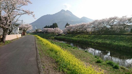 桜並木と菜の花 18 04 03 トリック3dアート湯布院 桜並木と菜の花 18 04 03 トリック3dアート湯布院