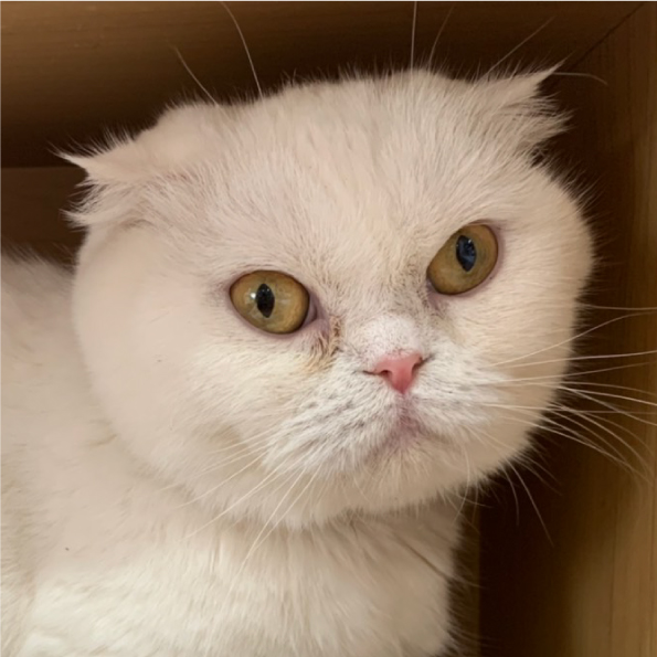 ねこスタッフ紹介 まいきゃっと 横浜市神奈川区にあるねこハウス