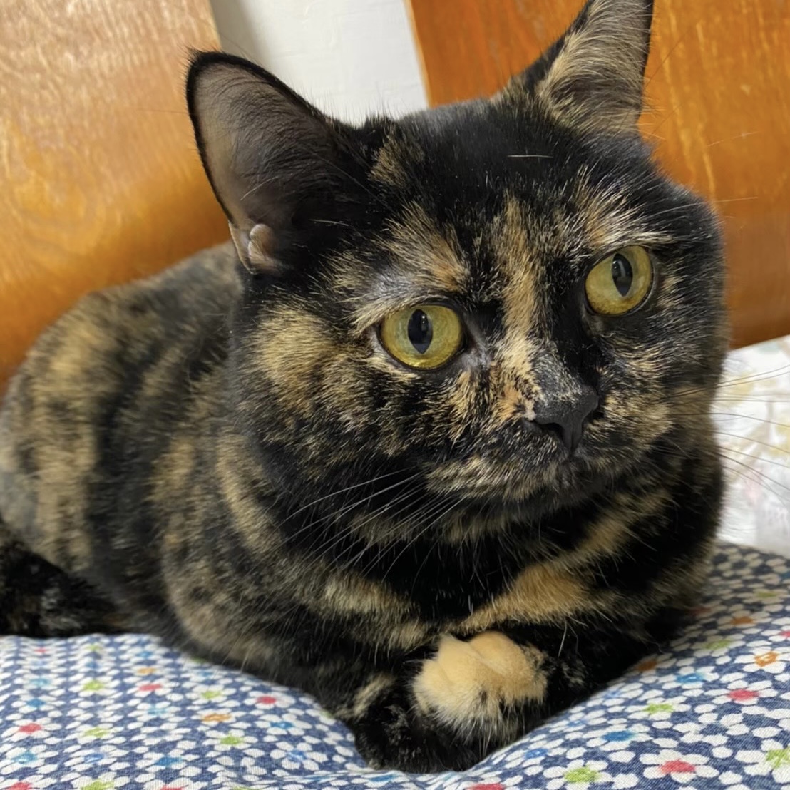 猫スタッフ紹介 まいきゃっと 横浜市神奈川区にあるねこハウス 猫スタッフ紹介 まいきゃっと 横浜市神奈川区にあるねこハウス