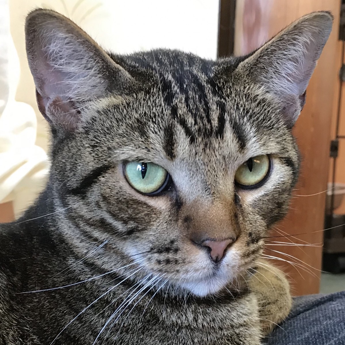 猫ちゃんの紹介 癒しの空間 湯河原まいきゃっと