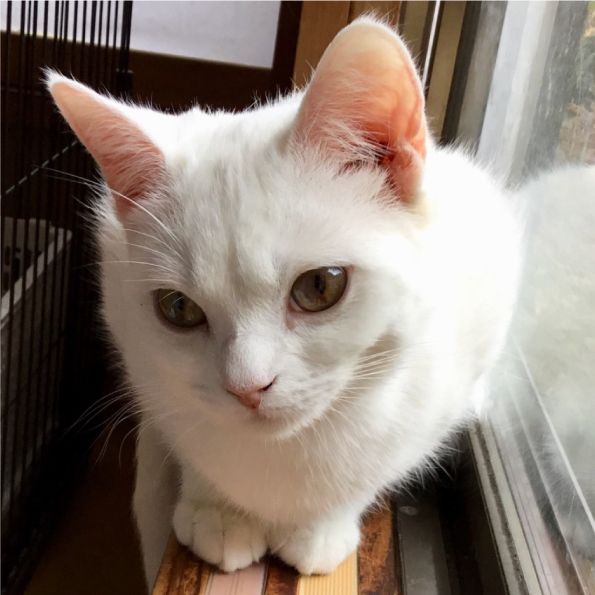 猫ちゃんの紹介 癒しの空間 湯河原まいきゃっと