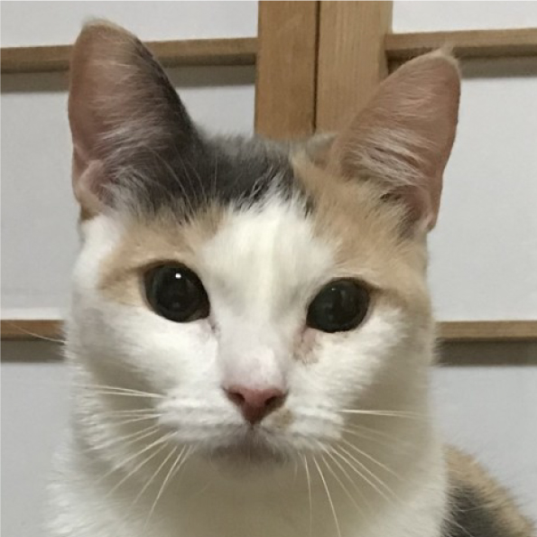 猫ちゃんの紹介 癒しの空間 湯河原まいきゃっと