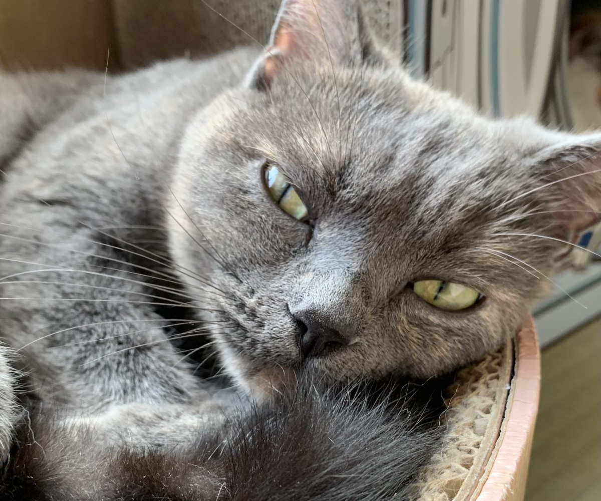 猫ちゃんの紹介 癒しの空間 湯河原まいきゃっと 猫ちゃんの紹介 癒しの空間 湯河原まいきゃっと