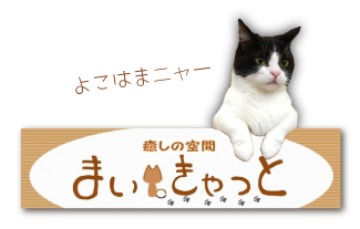 Home まいきゃっと甲府 山梨県甲府市の老猫ホーム 猫カフェ