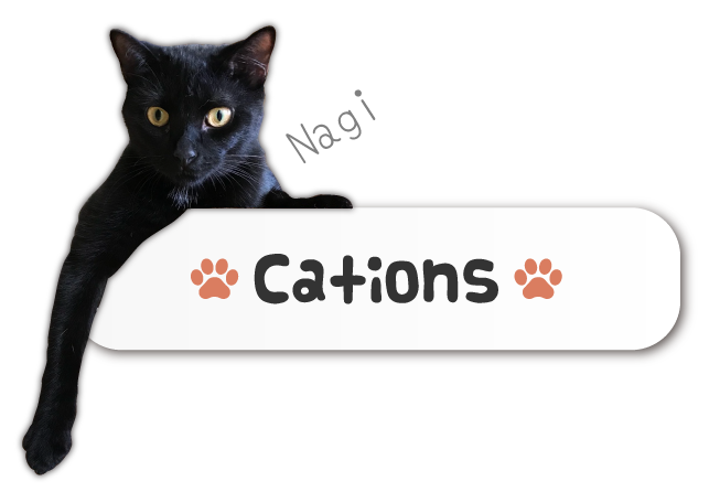 猫カフェご利用時の注意点 まいきゃっと甲府 山梨県甲府市の老猫ホーム 猫カフェ 猫カフェご利用時の注意点 まいきゃっと甲府 山梨県甲府市の老猫ホーム 猫カフェ