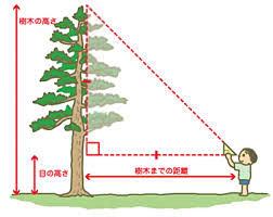 伐採 水戸市 伐採費用 伐採相場 業者 茨城県